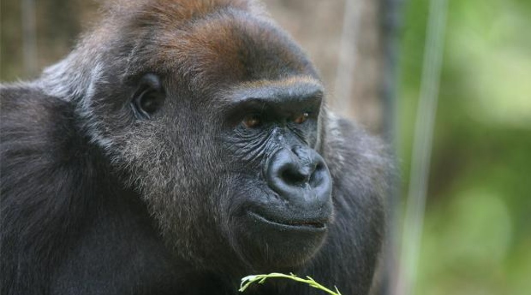 yuska gorilla feature image web620 0