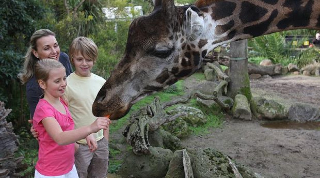 melbourne zoo giraffe